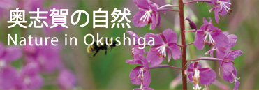 奥志賀の自然