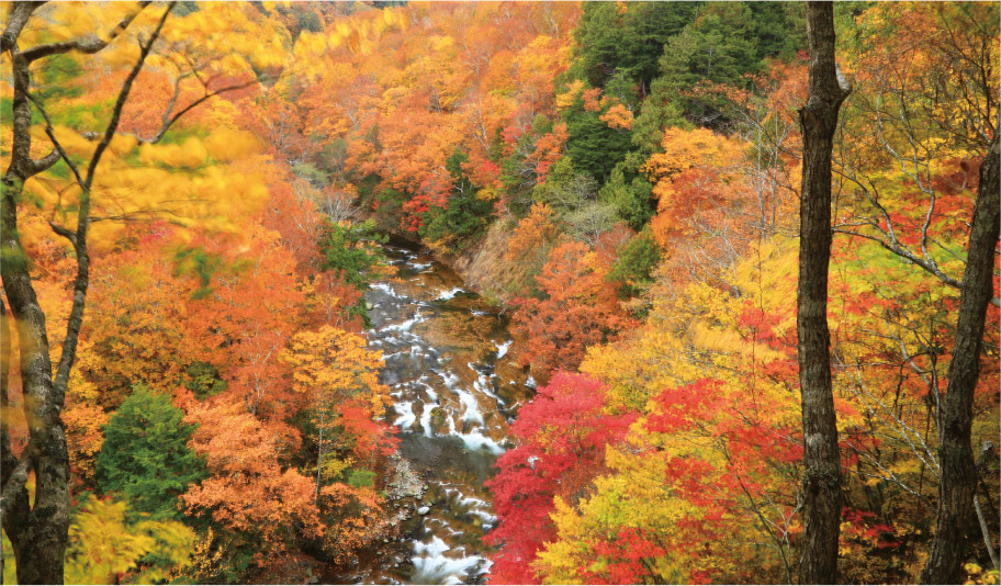 写真:グリーンターフと紅葉のコントラスト