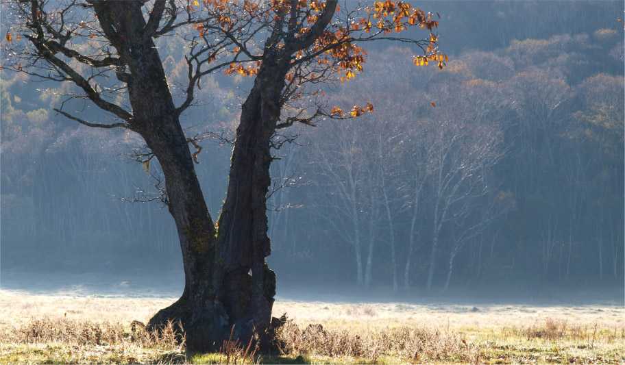 写真:カヤの平の紅葉