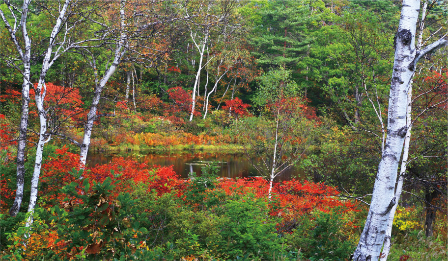 写真:沼・湿原を歩きながら楽しめる紅葉