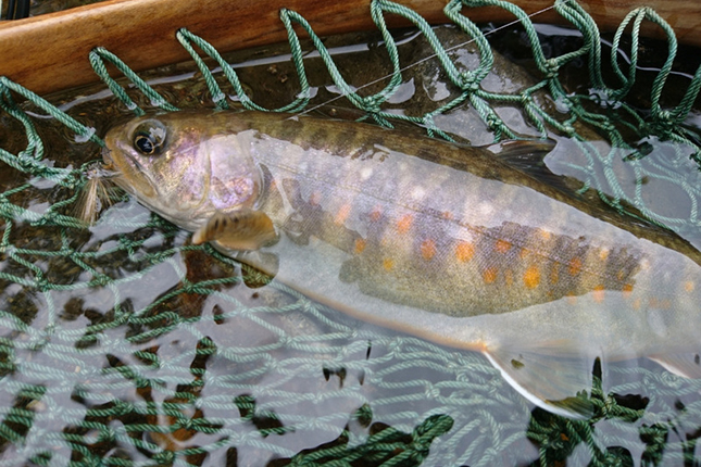 【奥志賀での渓流釣りのポイントを指南！】フライフィッシングガイドサービス
